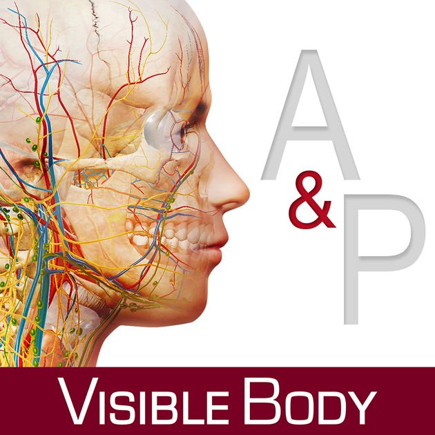 Anatomy  Physiology  3.0.17 Mac 完美激活破解版 人体解剖软件 下载插图